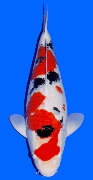 Sanke Sakai 60cm Sansai Female VHQ 