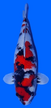 Showa Dainichi 66cm Yonsai Female VHQ 