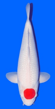 Tancho Kohaku Takigawa 52cm Nisai Female HQ 