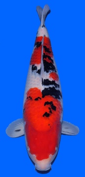 Sanke Dainichi 71cm Sansai Female SHQ 
