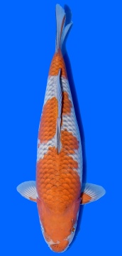 Ochiba Ozumi Ikarashi 47cm Nisai Female VHQ 