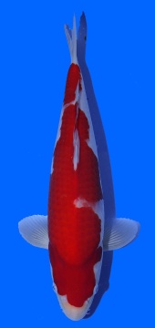 Kohaku Toshinobu Igarashi 35cm 16 Monate VHQ 