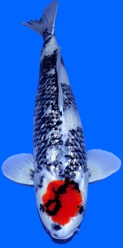 Grinrin Tancho Showa Teradomari 73cm Female 
