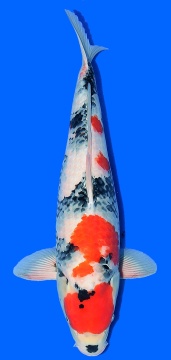 Showa Higashi 59cm Nisai Female VHQ 