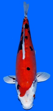 Doitsu Sanke Aoki 38cm Nisai Female HQ 
