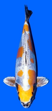 Ki Kikokuryu Kawakami 58cm Nisai Female SHQ - 1 Platz All Japan Young Koi Show 