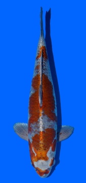 Kogane Ochiba 44cm 16 Monate VHQ 