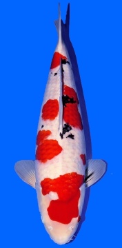 Sanke Sakai FF 57cm Nisai Female VHQ 