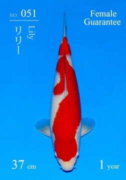 Kohaku Sakai  FF 37cm Tosai Female VHQ 