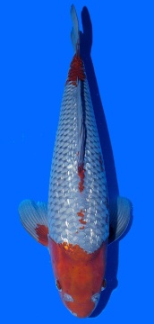 Ginrin Ochiba Toshinobu Igarashi 47cm Nisai HQ 