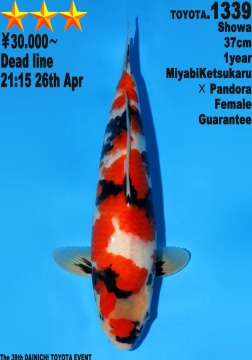 Showa Dainichi Toyota 37cm Tosai Female VHQ 