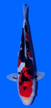 Doitsu Sanke Aoki 40cm Nisai Male HQ 