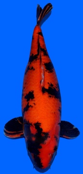 Hi Utsuri Shinoda 60cm Yonsai Female HQ 