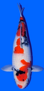 Showa Dainichi Toyota 58cm Sansai Female VHQ 