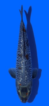 Ginrin Bigscale Toshinoba Igarashi 35cm 16 Monate HQ 