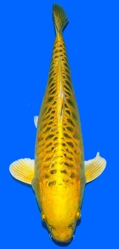 Bigscale Aoki 40cm Nisai Female VHQ 