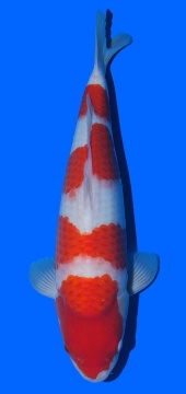 Kohaku Sakai FF 48cm 16Mon Female VHQ 