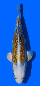 Ginrin Bigscale Toshinoba Igarashi 32cm 16 Monate HQ 