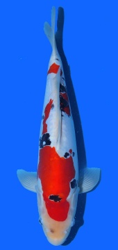 Doitsu Sanke Aoki 40cm Nisai VHQ 