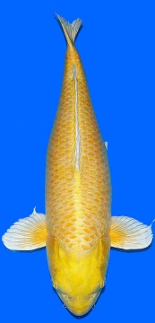 Yamabucki Izumyia 73cm Gosai Female VHQ 
