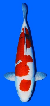 Sanke Sakai Ltd 42cm Tosai Female VHQ incl Pond 