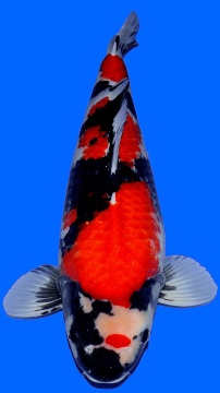 Showa Dainichi 69cm Sansai Female VHQ 