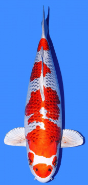 Kujaku Tamaura 60cm Nisai Female VHQ 