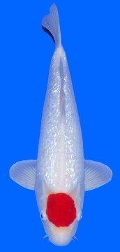 Grinrin Tancho Kohaku 48cm 