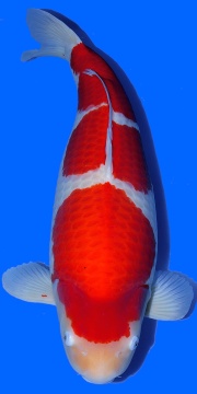 Kohaku Sakai FF 81cm 6J Female VHQ 