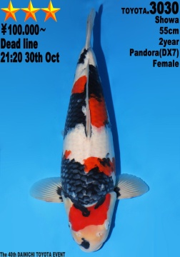 Showa Dainichi Toyota 55cm Nisai Female Pandora DX7  