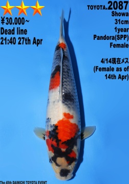 Showa Dainichi Toyota 31cm Tosai Female VHQ 