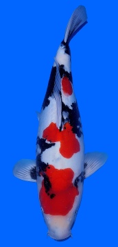 Doitsu Showa Igarashi 60cm Sansai Female VHQ 