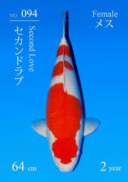Kohaku Sakai FF 64cm Nisai Female VHQ 