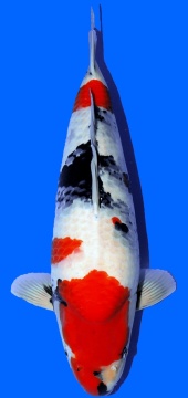 Showa Dainichi Toyota 57cm Nisai Female VHQ 
