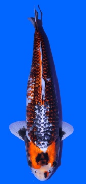 Ginga Toshinobu Igarashi 77cm Yonsai Female VHQ 