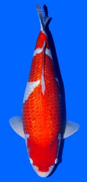 Ginrin Kohaku Taniguchi 56cm Sansai Female VHQ 