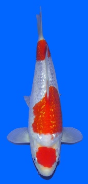 Maruten Ginrin Kohaku Teradomari 30cm Nisai HQ - VERKAUFT! 