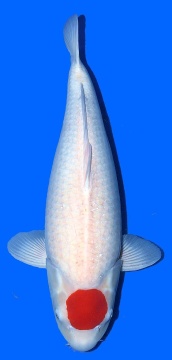 Tancho Kohaku Takigawa 65cm Sansai Female VHQ 