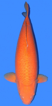 Oranje Karashigoi Crownfish 90cm Female 