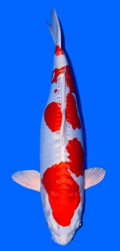 Kikusui Ofuchi Female 50cm Sansai Female VHQ 