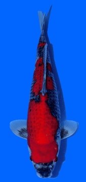 Goshiki Kawakami 40cm Nisai HQ 