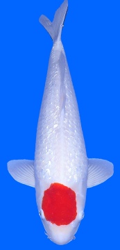 Ginrin Tancho Kohaku 63cm 