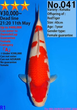 Kohaku Dainichi 40cm Tosai Female VHQ 