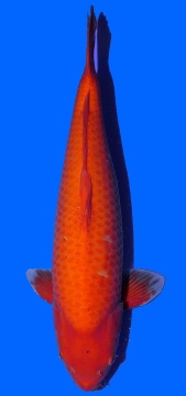 Super Mango Sakai 65cm Sansai Female VHQ 