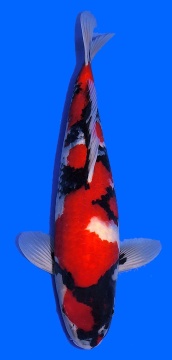 Showa Higashi 43cm Tosai Female VHQ incl Pond  