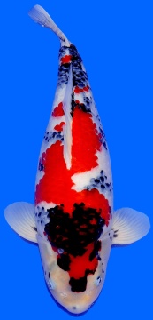 Showa Dainichi 60cm Nisai Female SHQ 