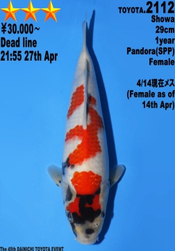 Showa Dainichi Toyota 29cm Tosai Female VHQ 