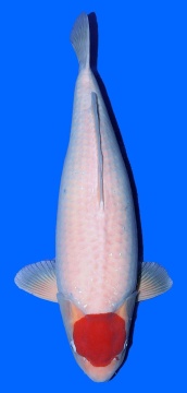 Tancho Kohaku Sakai FF 70cm Sansai Female SHQ 