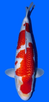 Ginrin Kohaku Dainichi 60cm Sansai Male X Ginrin VHQ 