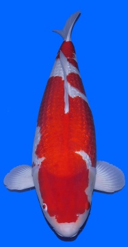 Ginrin Kohaku Momotaro 82cm Geb 2020 Female SHQ 